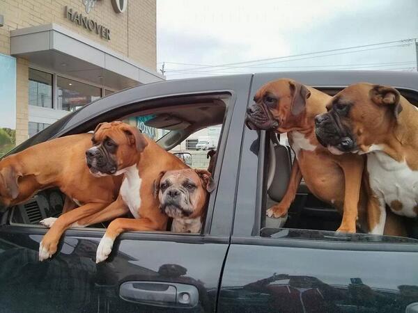 derekhooperone's tweet image. I love this one.  My boxer would have loved to be there