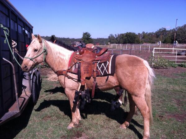 cowboy21252002's tweet image. Ole Jasper is ready to run a few. #ropehorse #oleyeller