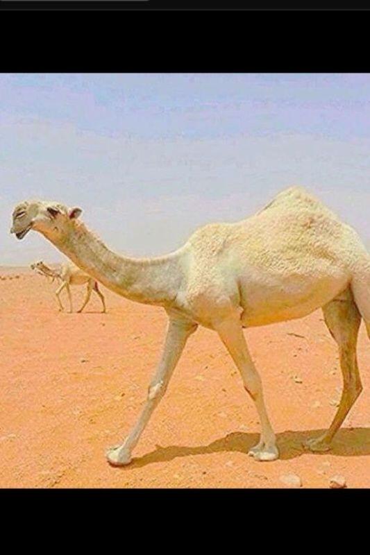 78034021's tweet photo. البكره اللي سنادٍ وجهها ضافي
لاطبت السوق حدونا الشريطيه

فواز http://t.co/tPiNVymVVR