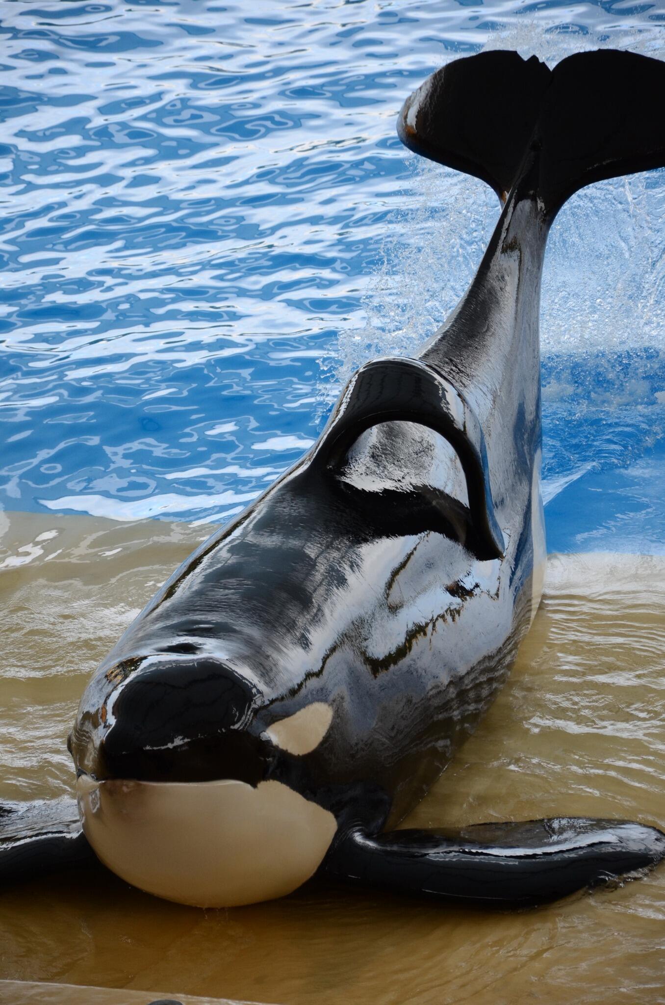 Orcas In Captivity Dorsal Fin