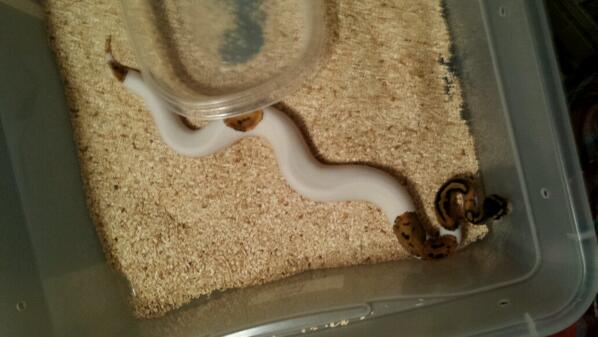 PythonEvolution's tweet image. Male high white pied hatchling.