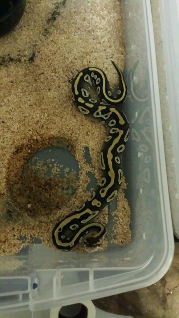 PythonEvolution's tweet image. Female mojave hatchling