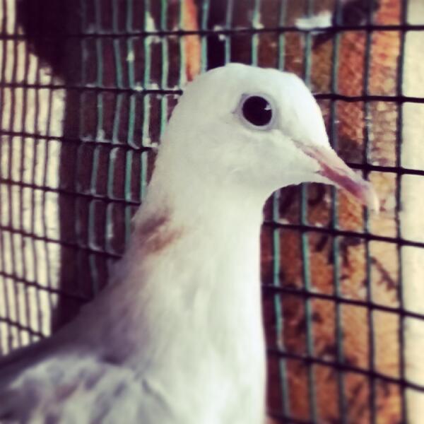 sultanbusnan's tweet photo. صباح الخير http://t.co/yyVHf5MAEv