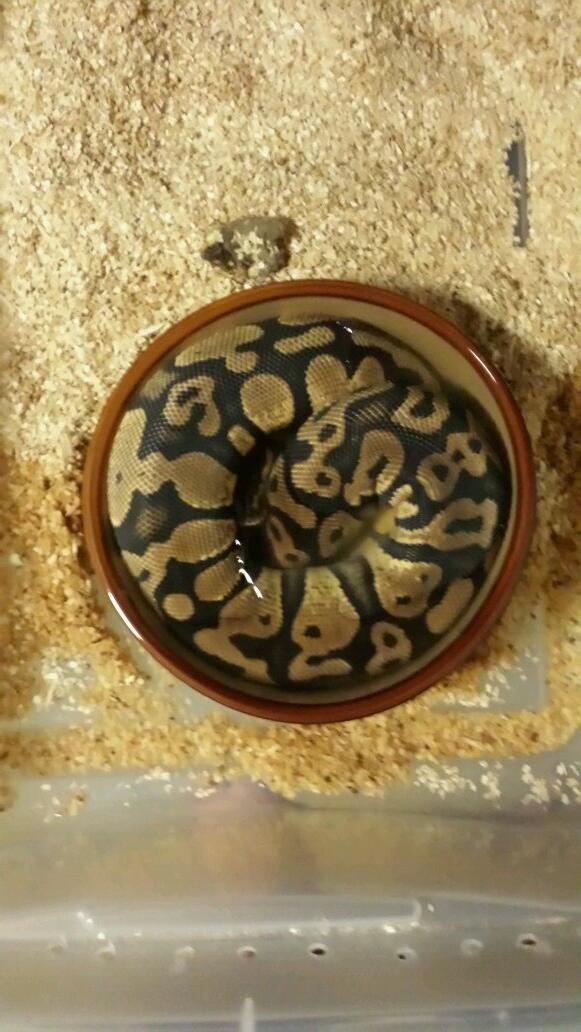 PythonEvolution's tweet image. Yearling female pastel.