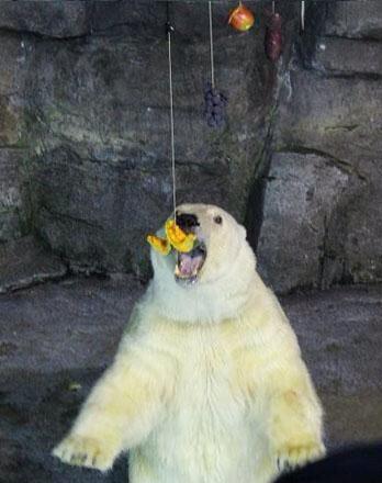 シーパラ公式 ジンベエザメの八兵衛 八景島シーパラダイス ホッキョクグマの秋の味覚狩り ユキ丸君がおいしそうに秋の味覚を食べるんだよー 吊るされた食べ物を食べる様子は まるで果物狩りのよう 立ち上がって食べる姿は迫力満点 11月4日