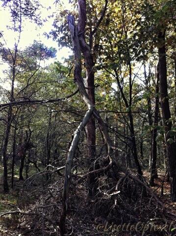 LisetteOpTexel's tweet image. Dansende bomen #enchantedforrest @wadfotografen
