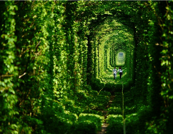 LesBellesPhotos's tweet photo. Le tunnel de l'amour, Ukraine. http://t.co/skHxgsQham
