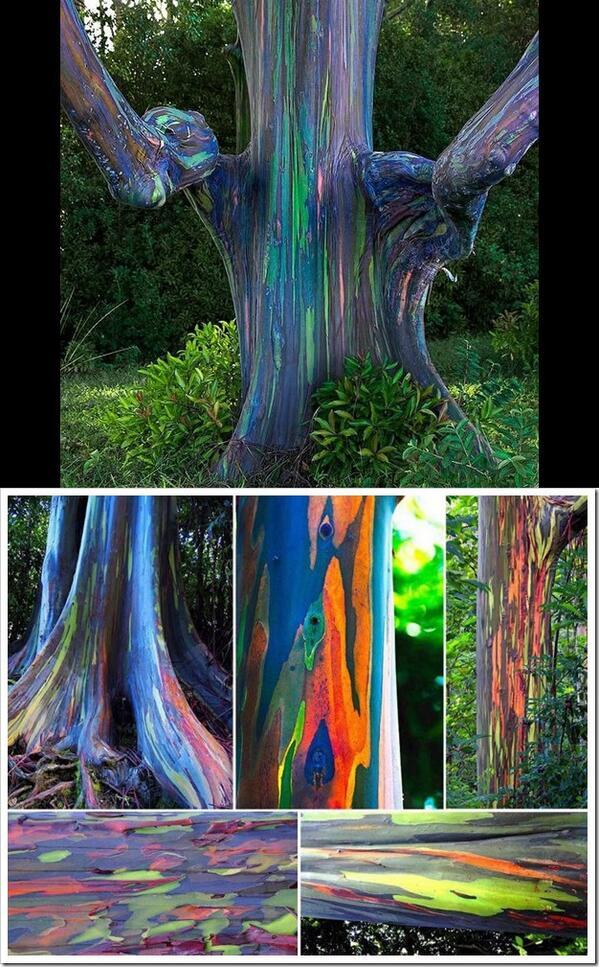 絵画】『SerenaArt』 Rainbow Tree「虹の木」