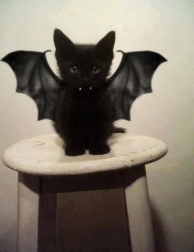 Rustylinda's tweet photo. Batcat http://t.co/EnUKEHwtm8