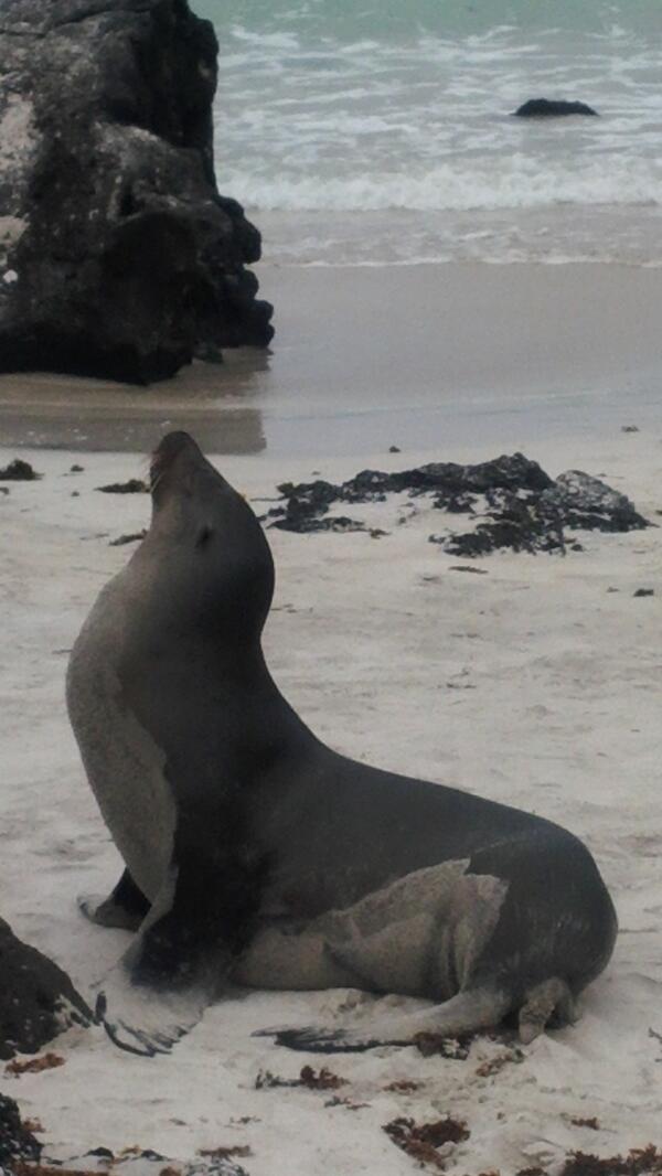 GALAPAGOSSUMMER's tweet photo. http://t.co/AdzrXauxds