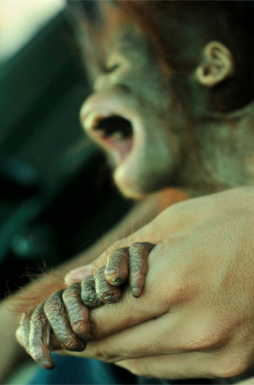 BorneoOSUK's tweet photo. Mother - and tips her fingers - lost. Now in the care of BOS. Text ORANG to 70555 today to donate and help. http://t.co/RDxdMGUIiN