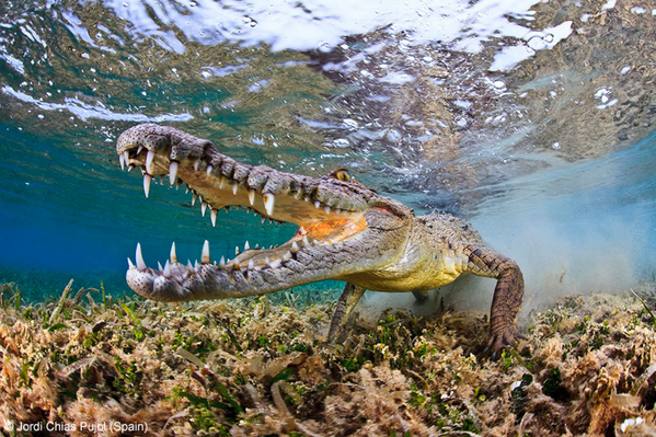 Snapping Cameras and Crocodile Jaws: the Wildlife Photographer of the Year Exhibition is open photographerlondon.com/blog/blog/ai1e…