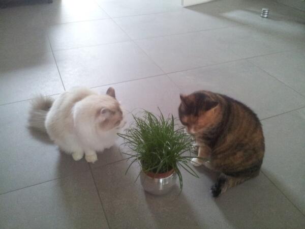 <a href="/cactusstolk/">Cactuskwekerij Stolk</a> En lekker dat ze het vinden!! #kattengras #cyperus #zumula #cactuskwekerij #stolk cactuskwekerijstolk.nl