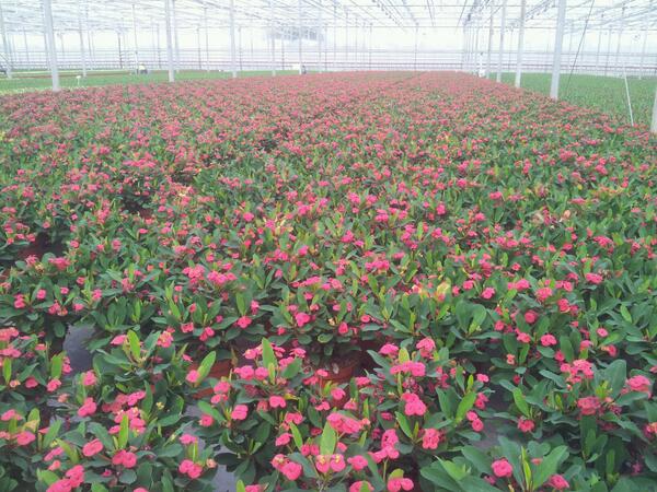 Excellent quality #euphorbia #milii ! Order them now at #cactuskwekerij #stolk #maasdijk cactuskwekerijstolk.nl