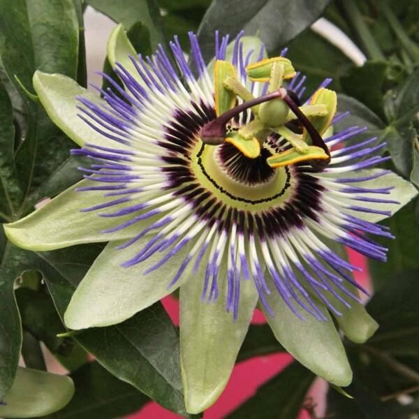 hortipedia's tweet photo. Hortipedia - Passiflora caerulea
http://t.co/v7EzPSAOEf DE
http://t.co/pUUPqPGjab EN
http://t.co/Q2tUUah6hj FR http://t.co/dby1gYQBLJ