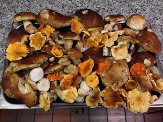 ViaVeneto1's tweet photo. Questa sera porcini di Enrico http://t.co/nmTLhDaRSD