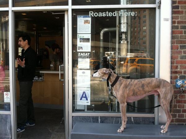 DogSpinWeb tweet picture