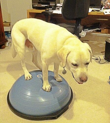 garth2007's tweet image. Tonight's core workout - all 4 paws on the Bosu! Check it out @PetsMoveOrg ! #petsmove #fitdoggies