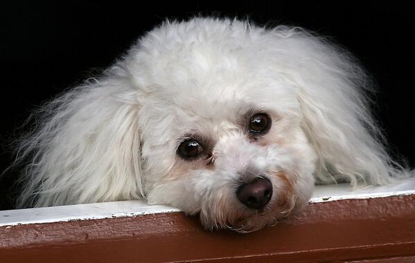 OtagoLad's tweet image. At 11.20am on the 22 Oct 2013 our wee dog Jess made her trip OTRB

Jess Campbell
22/9/01-22/10/13

#RIPJess