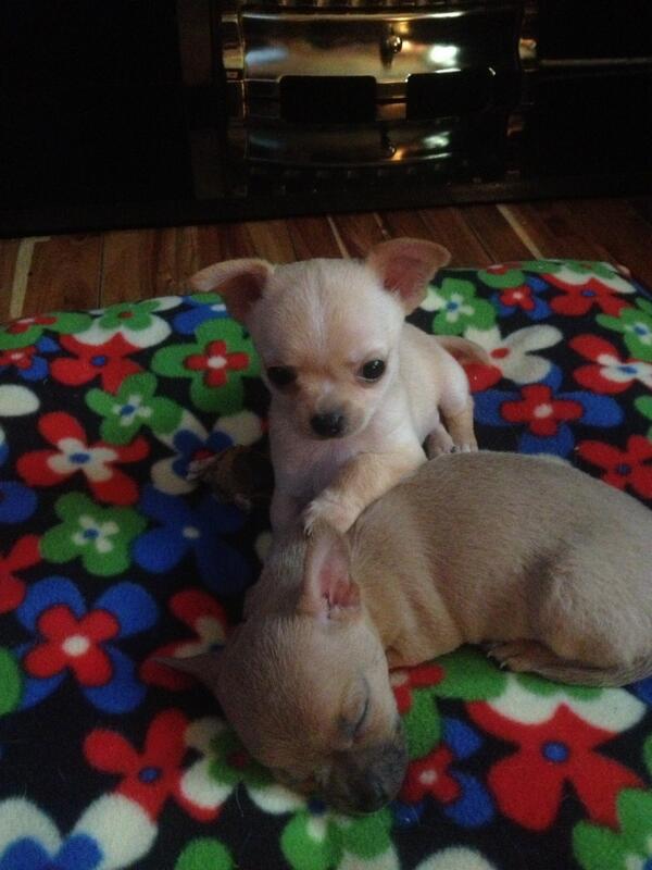 gemmaako's tweet photo. Cant wait to get my little daisy home less than 4 weeks now @gaz_nic7 http://t.co/yQga8p16Fb