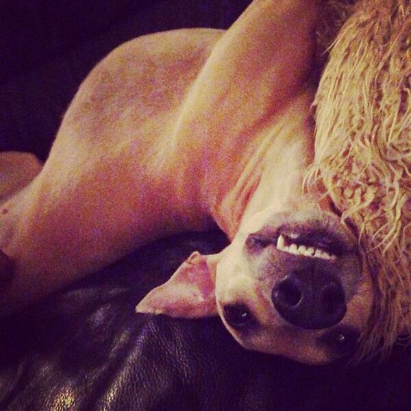 WeirdWhippet's tweet image. Showing ma  teef lol