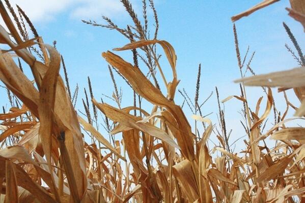 Stine Seed Company tweet media