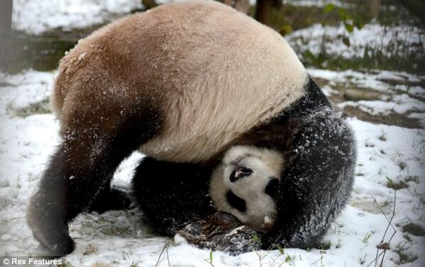 animalspic's tweet photo. http://t.co/DYlXyERTal