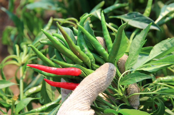 TheMahota's tweet photo. Drop by our store for some #organic #chilies! We just harvested them yesterday afternoon. #shanghai http://t.co/v0EMfIL5Wt
