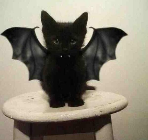 HorrorPicx's tweet photo. how can you not retweet this terrifying bat tho *' http://t.co/1kluKpyC6S