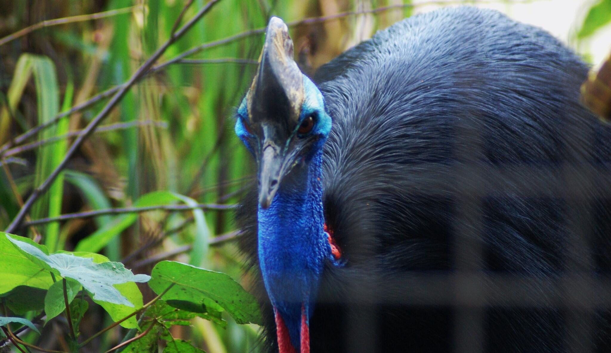 Papua Tourism On Twitter Cantiknya Burung Kasuari Http T Co