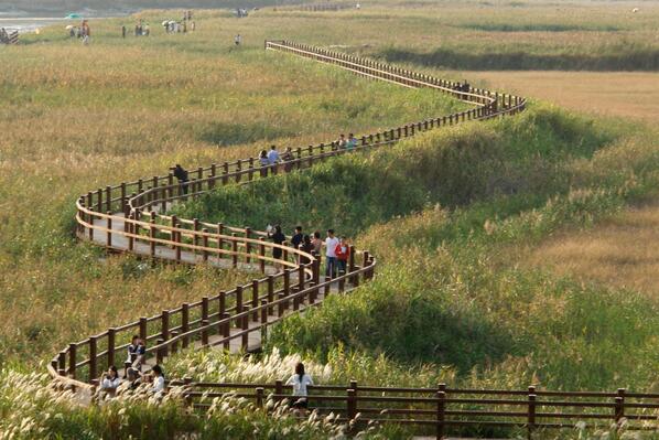 겨울도 아닌데 순천만에는 하얀송이가 내렸어요 #순천만갈대축제 10.25~10.27