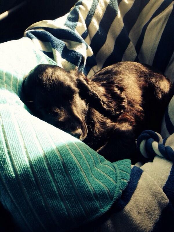 BespokeEvents's tweet photo. We'd like to welcome the newest member of the bespoke family to the office #Winston http://t.co/9CtHAEVpL1