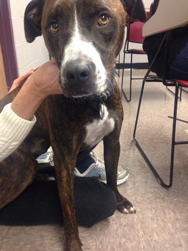 Ti_simone's tweet image. Looking for a dog? HATS has got the perfect one for you at $150! Meet buddy! 989-773-9721. #adoptbuddy