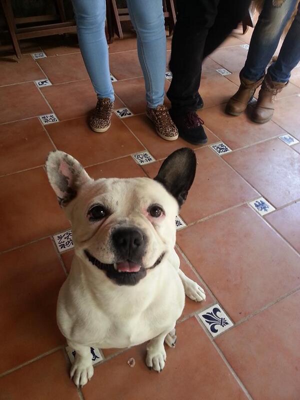 JaenSquare's tweet photo. Perro perdido por Bar Alambique, cerca de los Vivieros, es un Bulldog Frances cruzado, contactar con @pepotelara RT http://t.co/fwqOoPh8YD