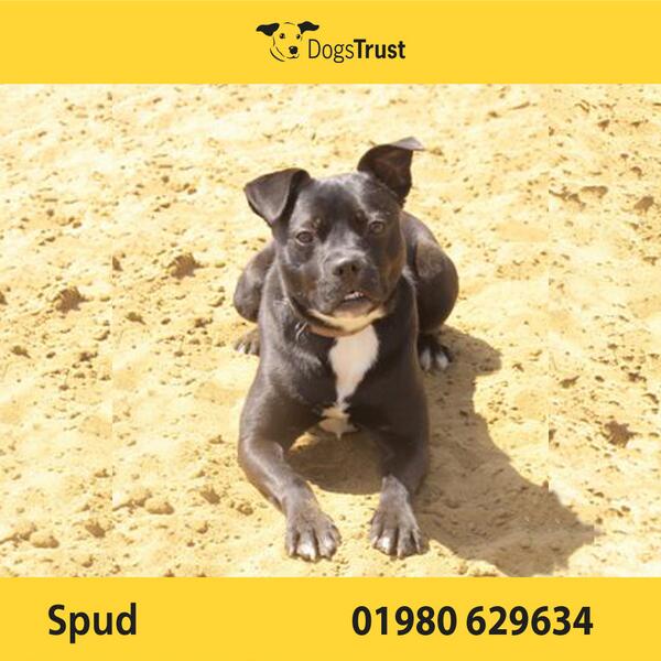 Sweet Spud is a shy 2y/o SBT X from <a href="/DT_Salisbury/">Dogs Trust Salisbury</a>. He would like an owner who is willing to take things very slowly.