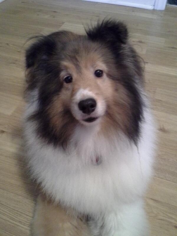 bridgetlas's tweet photo. Happy 8th Birthday to the prettiest girl I know!  Even had a spa day at the groomer. (Not sure she sees it that way) http://t.co/y5Hyf34UbK