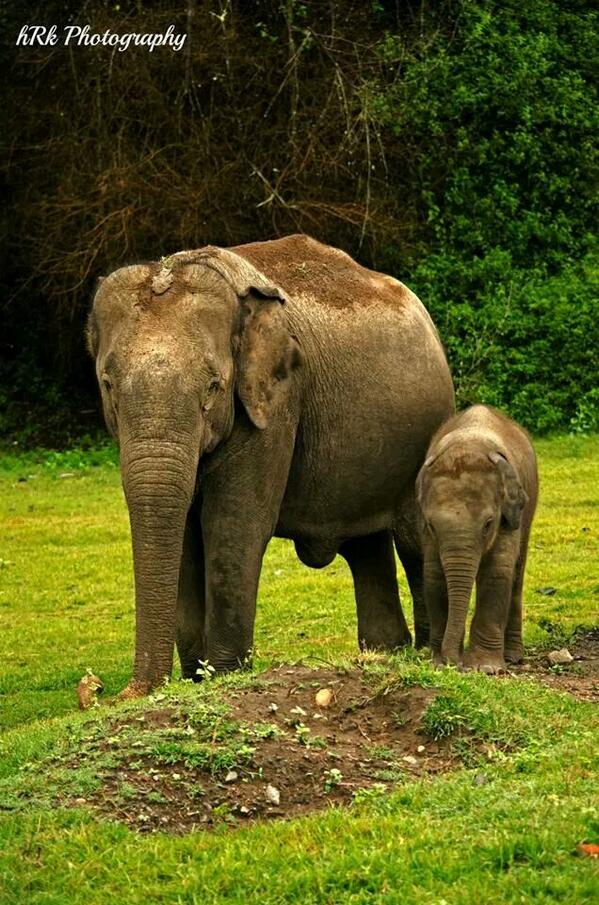 hrkalkoti's tweet photo. @NWF http://t.co/HkdQ8hYwgL