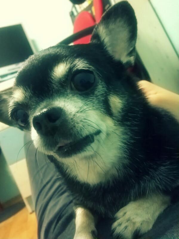 khe5467's tweet photo. 새벽에 찍힌 탄이의 모습~ http://t.co/4YH9GSCykJ