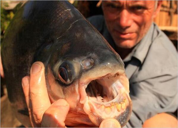 Pbtrad's tweet image. This is an official pacu, we are @officialpuca #importantdifferences