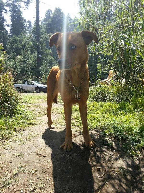 jorral's tweet photo. @perdimituiter @dolceNano: que les parece laika http://t.co/BSrQEtqLJh