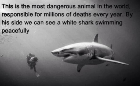 Dangerous animals перевод