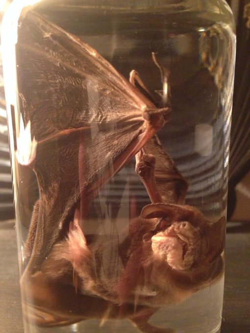 I got a brother for my bat... He has quite the snarl 🌛⭐️ http://t.co/o8bA3cKfyu<a href="/tag/newterritory"class="tags"><span>#newterritory</span></a>