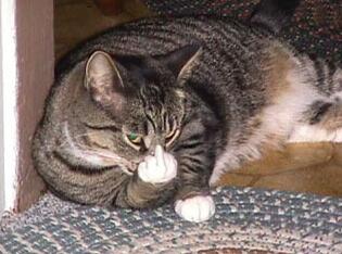 이명박근혜... 쥐날당에게 보내는 "냥이님"의 메세지