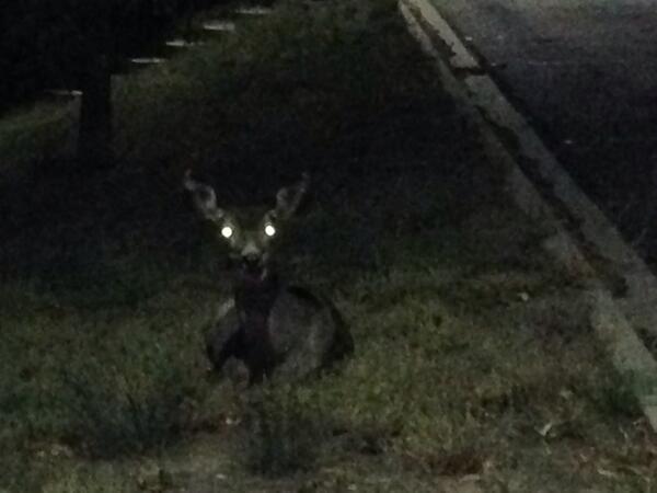 Dougger2112's tweet photo. Zombie deer!! http://t.co/3BR5MyucKt