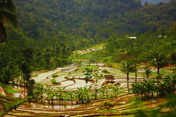 Wujudkan ketahanan pangan...