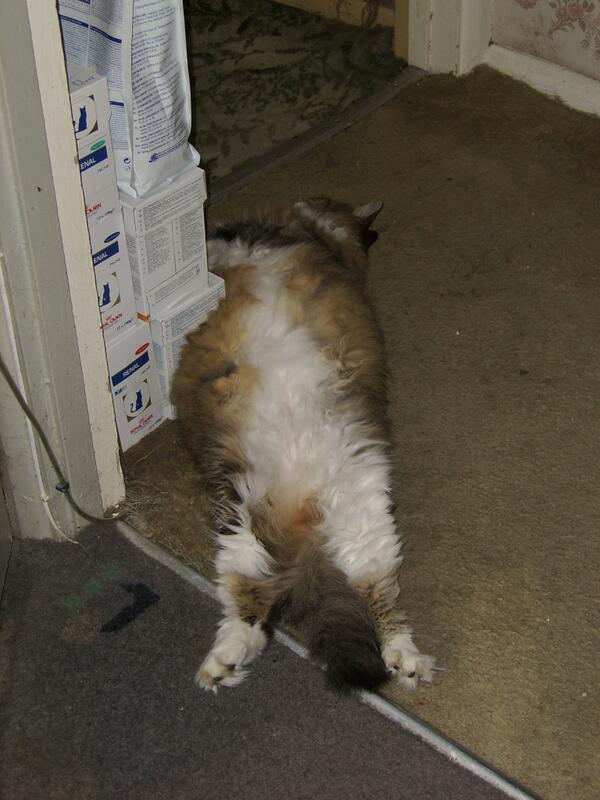 lorrainecfoster's tweet image. Good Morning. Monty is not quite as relaxed now as he was an hour ago! Day 3 of the #GreatKitchenRevamp.