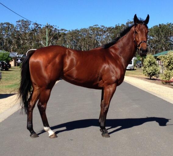 Sublime Lass ready to resume at Canberra on Friday.