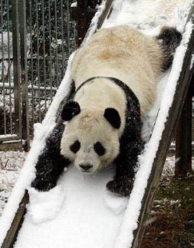 If you had a bad day, here’s a Panda snow gliding.