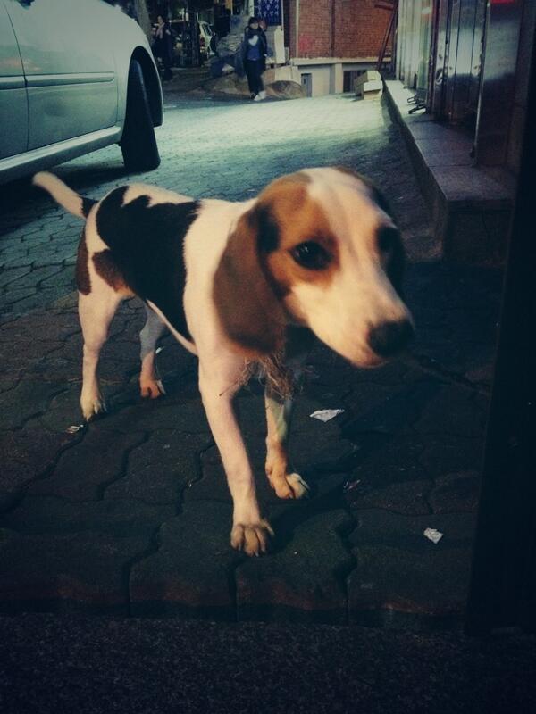 연남동물병원에서 보호중인 유기견 비글(수, 중성화)이예요. 정말 순한 녀석이라 꼭 좋은 주인을 만났으면 좋겠습니다. 써니랑 비교해도 손색없는 미모에 아직 청소년 정도로 보입니다. 연남동물병원으로 문의하세요.