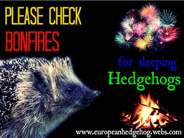 Check bonfires for sleeping Hedgehogs. RT to help spread the word.